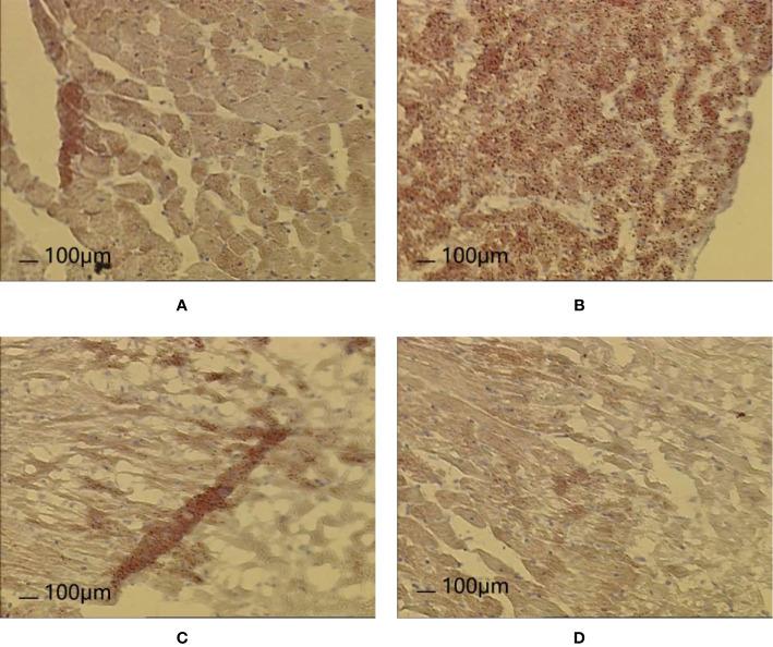 https://cdn.ncbi.nlm.nih.gov/pmc/blobs/d02d/7522555/4b69fa9033ee/fphar-11-546825-g013.jpg