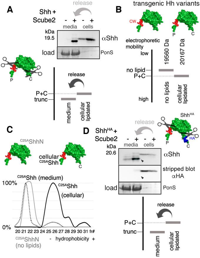 https://cdn.ncbi.nlm.nih.gov/pmc/blobs/d02d/8403983/e38edd24f683/joces-135-258672-g1.jpg