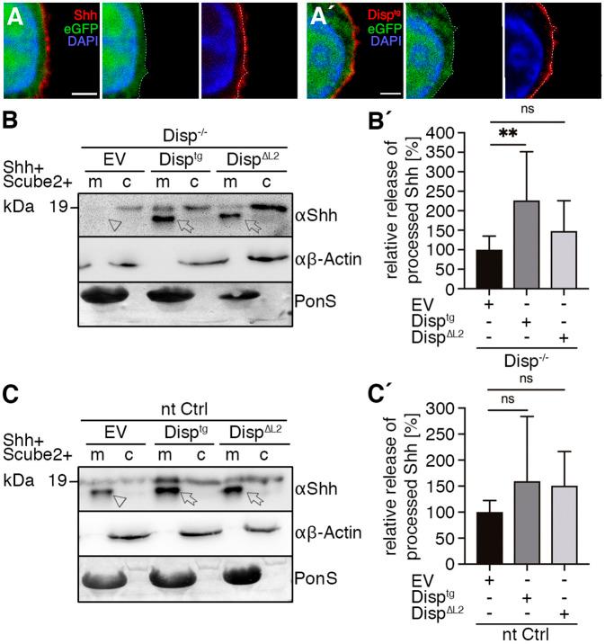 https://cdn.ncbi.nlm.nih.gov/pmc/blobs/d02d/8403983/f228080e0eb0/joces-135-258672-g3.jpg