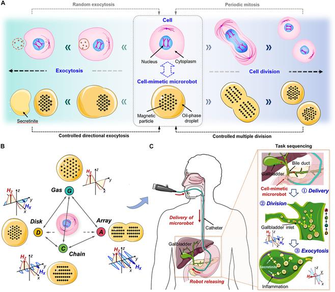 https://cdn.ncbi.nlm.nih.gov/pmc/blobs/d02f/12130622/54e4880a027a/research.0730.fig.001.jpg