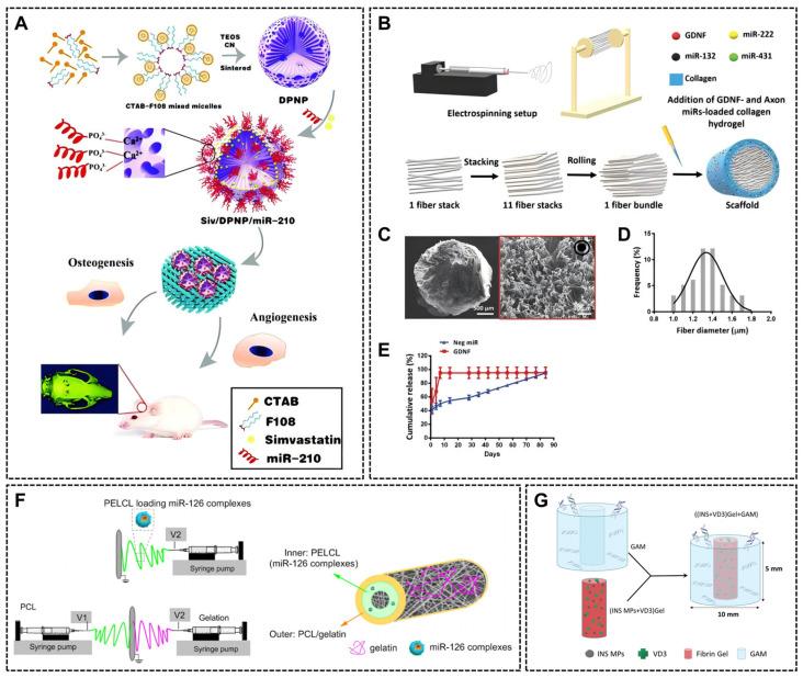 https://cdn.ncbi.nlm.nih.gov/pmc/blobs/d031/12346993/623e5f316bfd/ijms-26-07384-g009.jpg