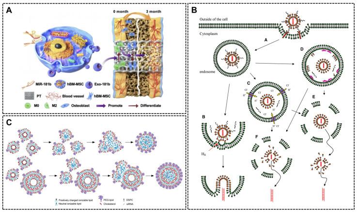 https://cdn.ncbi.nlm.nih.gov/pmc/blobs/d031/12346993/c007f21a59c5/ijms-26-07384-g004.jpg