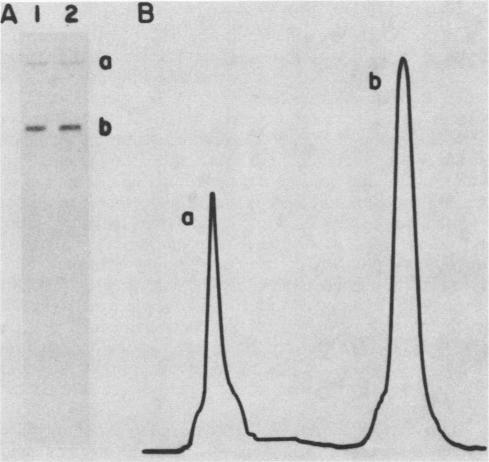 https://cdn.ncbi.nlm.nih.gov/pmc/blobs/d031/367004/58f0394c1594/molcellb00106-0187-a.jpg