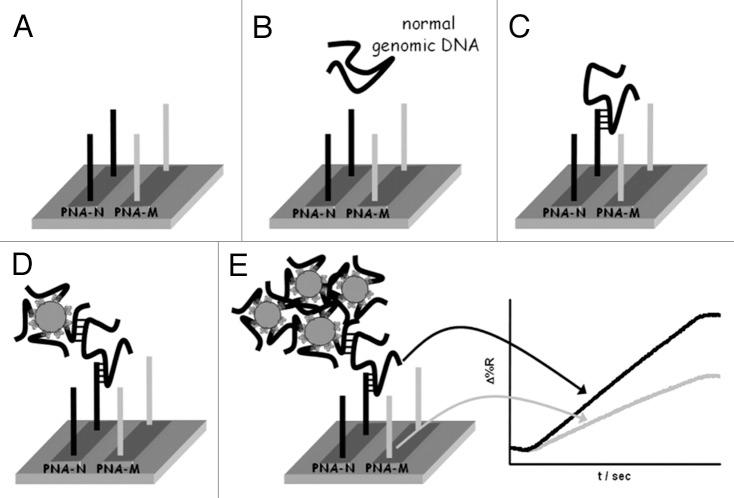 https://cdn.ncbi.nlm.nih.gov/pmc/blobs/d032/3429530/9ae199e30d2f/adna-3-45-g2.jpg