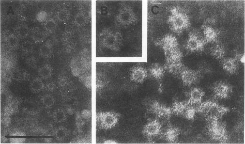 https://cdn.ncbi.nlm.nih.gov/pmc/blobs/d033/265719/5f0ff924de52/jcm00020-0240-a.jpg