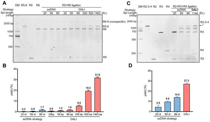 https://cdn.ncbi.nlm.nih.gov/pmc/blobs/d035/11707544/2faa5a67a47e/gkae1280fig4.jpg