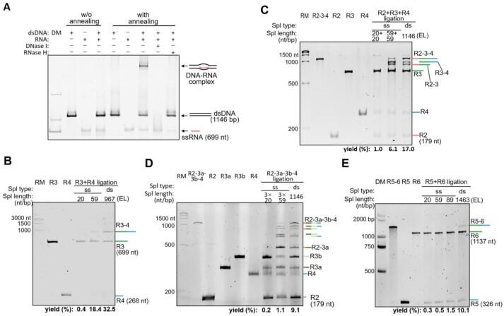https://cdn.ncbi.nlm.nih.gov/pmc/blobs/d035/11707544/370e4b123bd9/gkae1280fig2.jpg