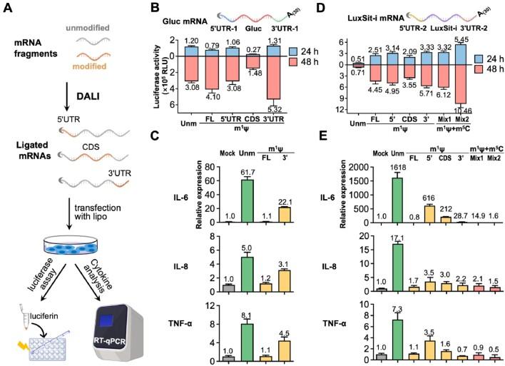 https://cdn.ncbi.nlm.nih.gov/pmc/blobs/d035/11707544/57d09dcbae77/gkae1280fig5.jpg