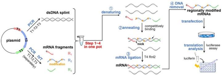 https://cdn.ncbi.nlm.nih.gov/pmc/blobs/d035/11707544/8d0e0e92a71f/gkae1280fig1.jpg