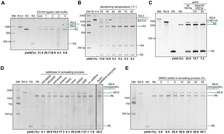 https://cdn.ncbi.nlm.nih.gov/pmc/blobs/d035/11707544/e33216ee2f0c/gkae1280fig3.jpg