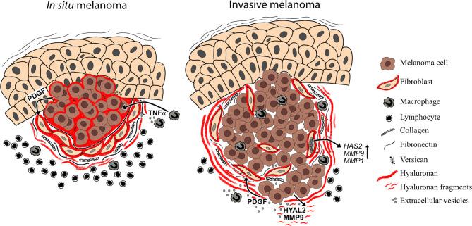 https://cdn.ncbi.nlm.nih.gov/pmc/blobs/d036/8813769/2c5c53b3d3c5/fonc-11-811434-g004.jpg