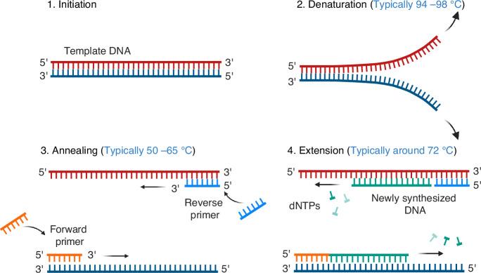 https://cdn.ncbi.nlm.nih.gov/pmc/blobs/d037/12177080/b9167f7b489b/41378_2025_898_Fig2_HTML.jpg