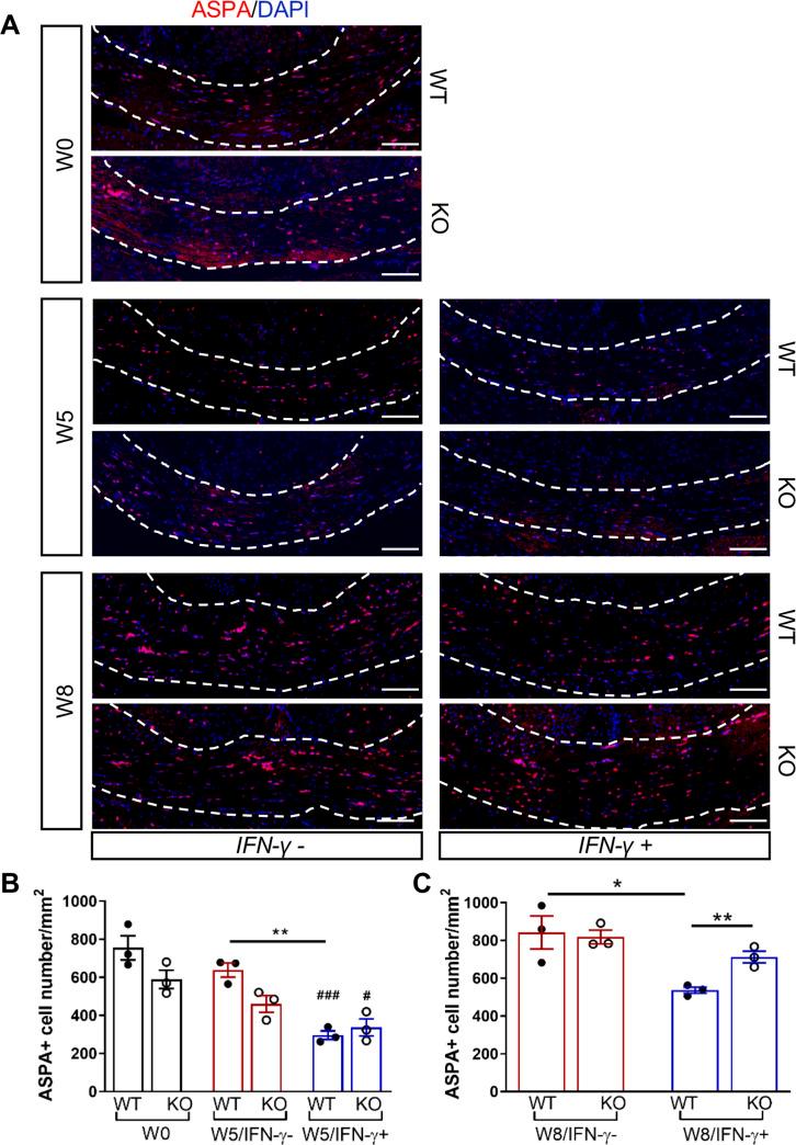 https://cdn.ncbi.nlm.nih.gov/pmc/blobs/d038/7987340/792282d05036/elife-65469-fig3.jpg
