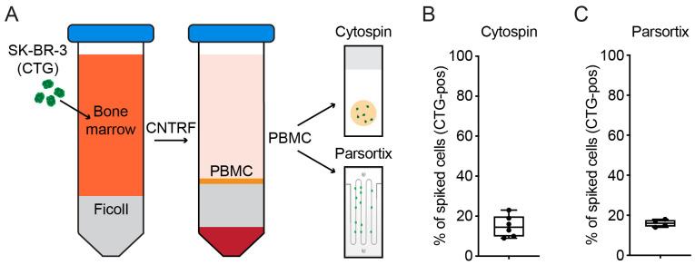 https://cdn.ncbi.nlm.nih.gov/pmc/blobs/d03a/10531360/41e5714350b9/ijms-24-13930-g001.jpg