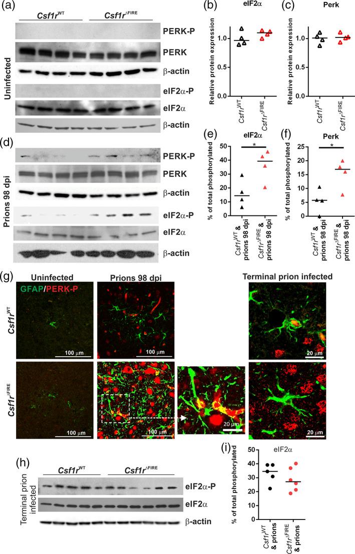https://cdn.ncbi.nlm.nih.gov/pmc/blobs/d045/9544114/1230f9401622/GLIA-70-2169-g001.jpg
