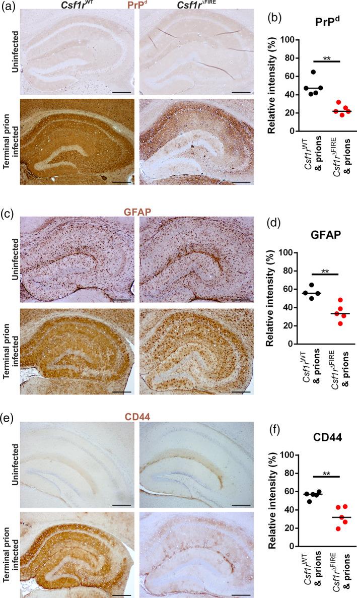 https://cdn.ncbi.nlm.nih.gov/pmc/blobs/d045/9544114/1f43a5b1e315/GLIA-70-2169-g010.jpg