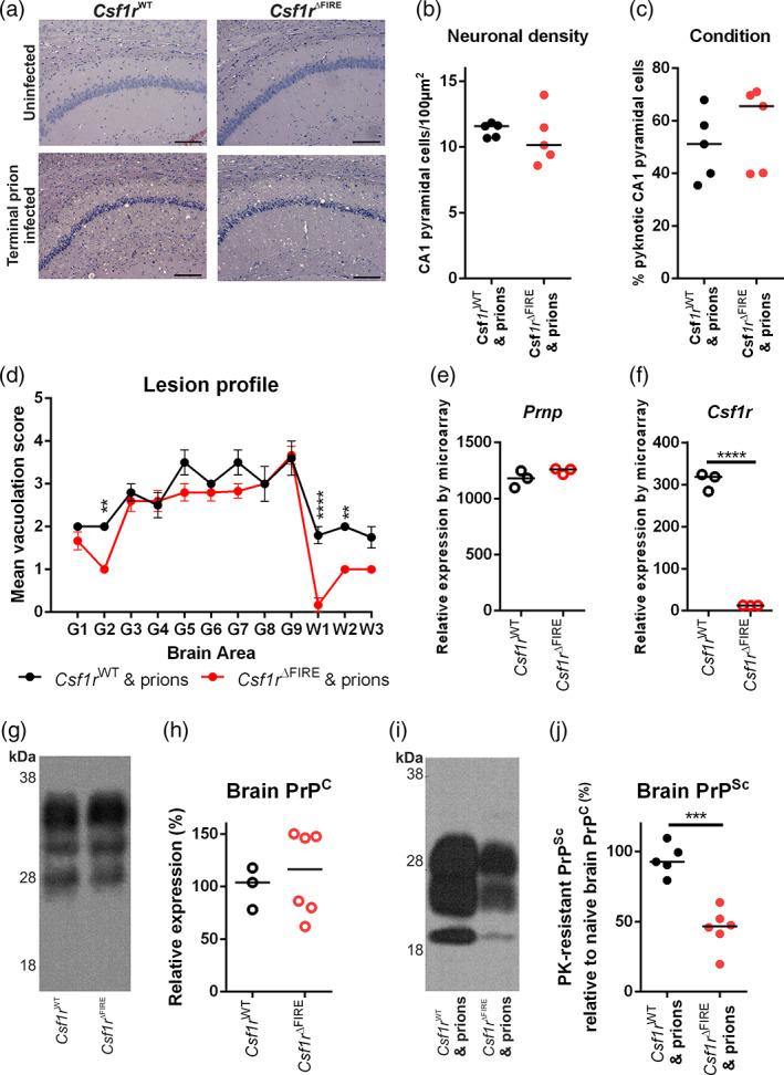 https://cdn.ncbi.nlm.nih.gov/pmc/blobs/d045/9544114/362590ef2da3/GLIA-70-2169-g004.jpg