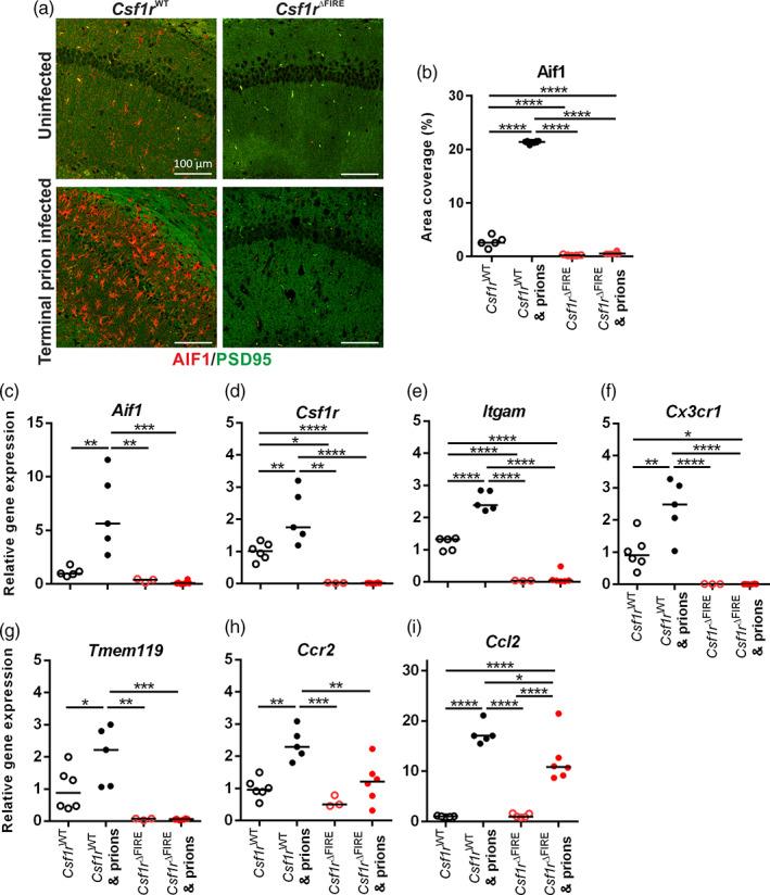 https://cdn.ncbi.nlm.nih.gov/pmc/blobs/d045/9544114/c17138a116f5/GLIA-70-2169-g005.jpg
