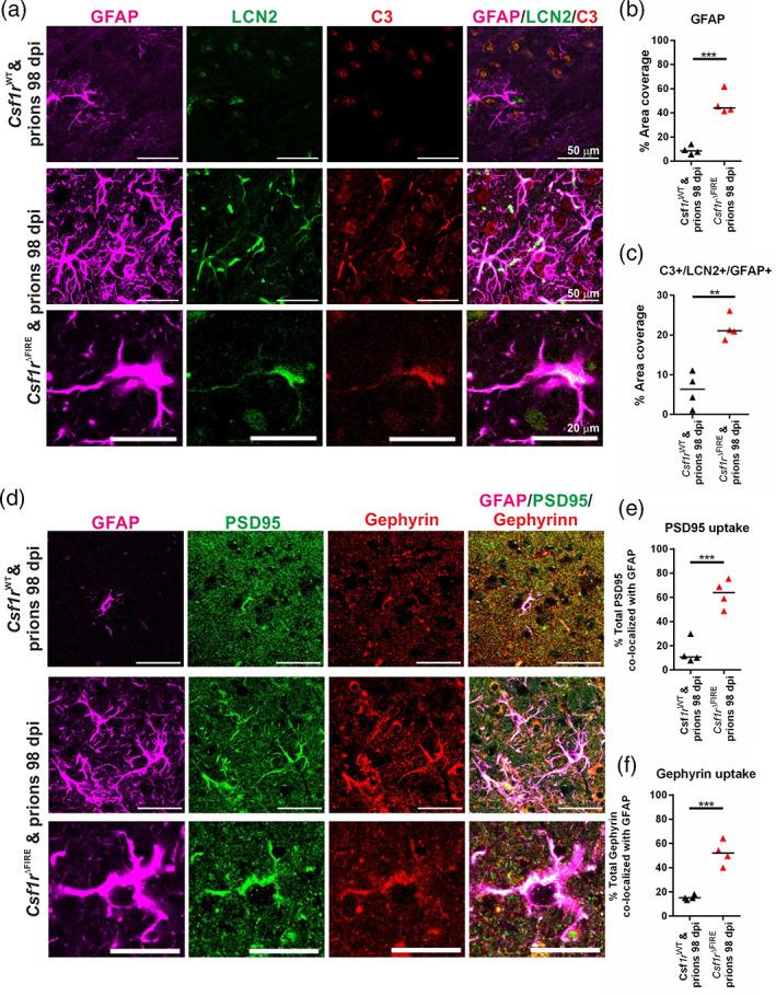 https://cdn.ncbi.nlm.nih.gov/pmc/blobs/d045/9544114/d3560ad87ded/GLIA-70-2169-g007.jpg