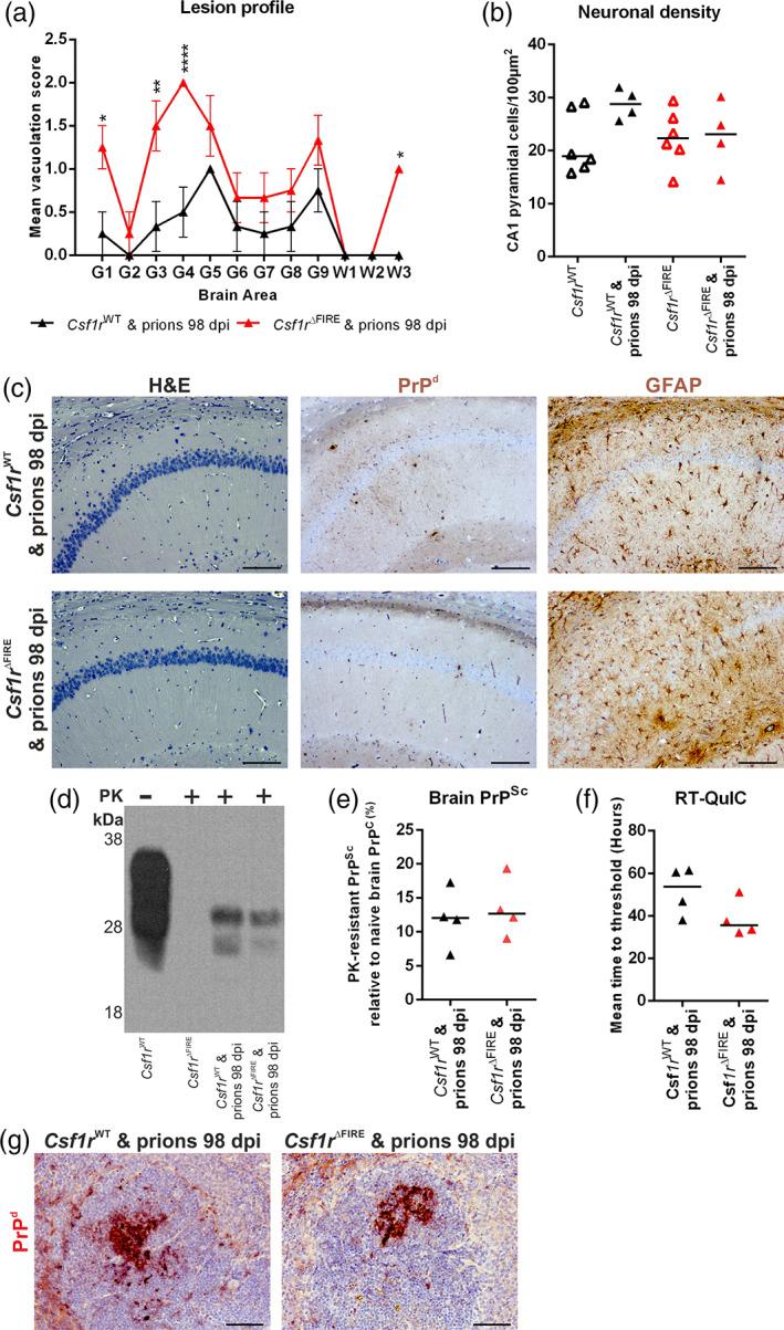https://cdn.ncbi.nlm.nih.gov/pmc/blobs/d045/9544114/faeaa9a016bf/GLIA-70-2169-g006.jpg