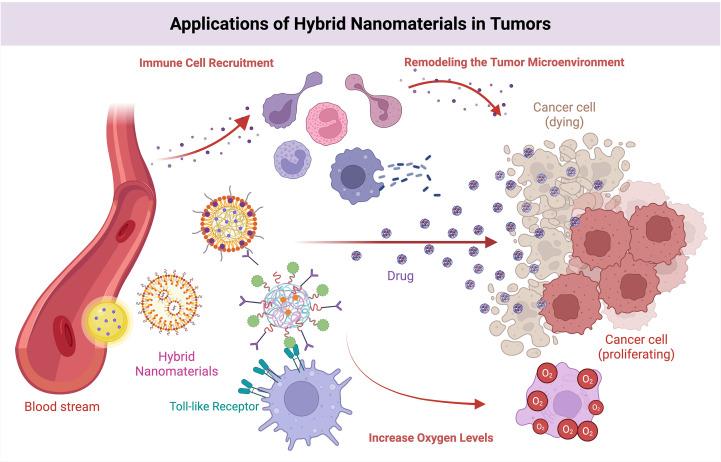https://cdn.ncbi.nlm.nih.gov/pmc/blobs/d048/12263616/cc1d4cc418d6/fimmu-16-1614640-g010.jpg