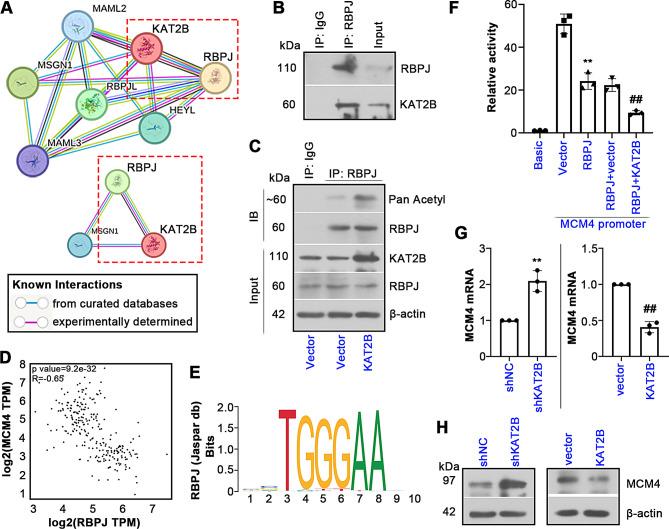 https://cdn.ncbi.nlm.nih.gov/pmc/blobs/d04a/11792231/31af1136a435/10020_2025_1082_Fig7_HTML.jpg