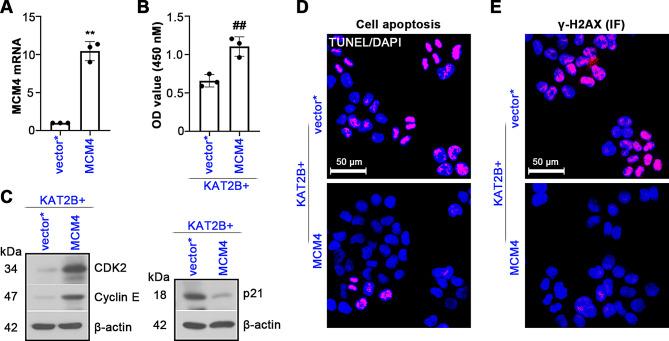 https://cdn.ncbi.nlm.nih.gov/pmc/blobs/d04a/11792231/9be5d6f19d0b/10020_2025_1082_Fig8_HTML.jpg