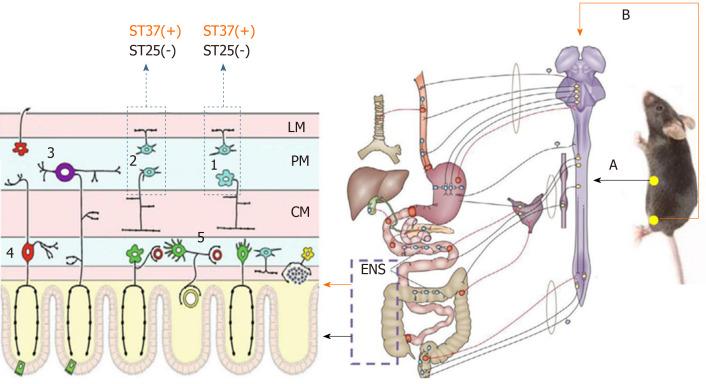 https://cdn.ncbi.nlm.nih.gov/pmc/blobs/d04a/7336328/cc010a8e9046/WJG-26-3182-g002.jpg