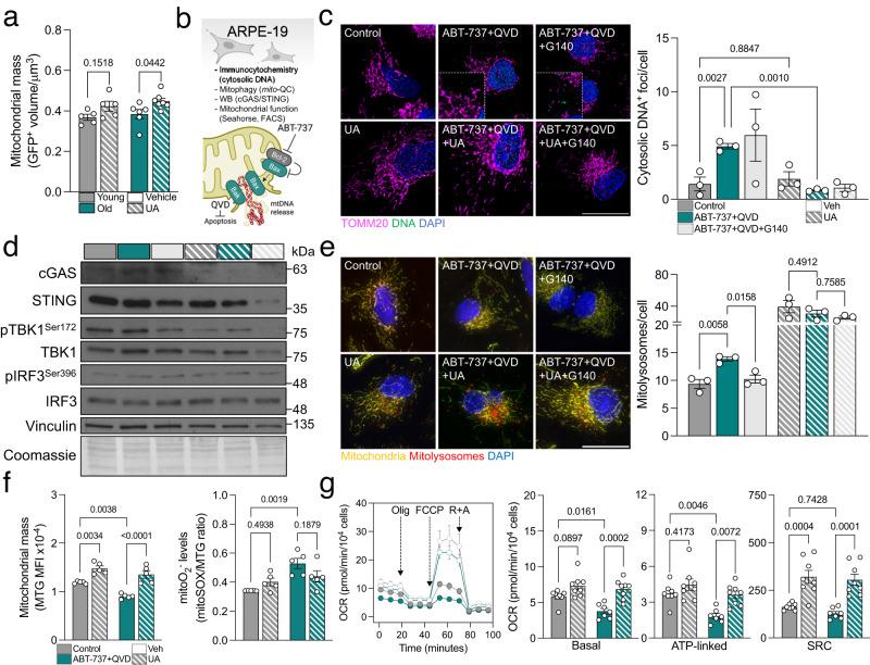 https://cdn.ncbi.nlm.nih.gov/pmc/blobs/d04c/10821893/0983208c2dbe/41467_2024_45044_Fig6_HTML.jpg
