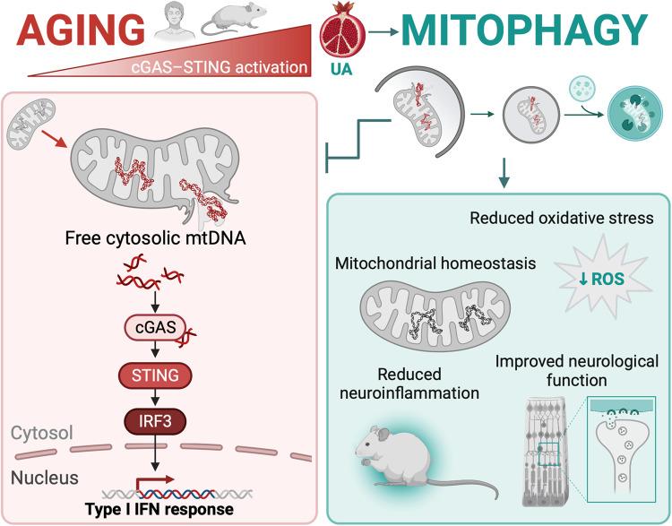 https://cdn.ncbi.nlm.nih.gov/pmc/blobs/d04c/10821893/36b8f6cccd49/41467_2024_45044_Fig8_HTML.jpg