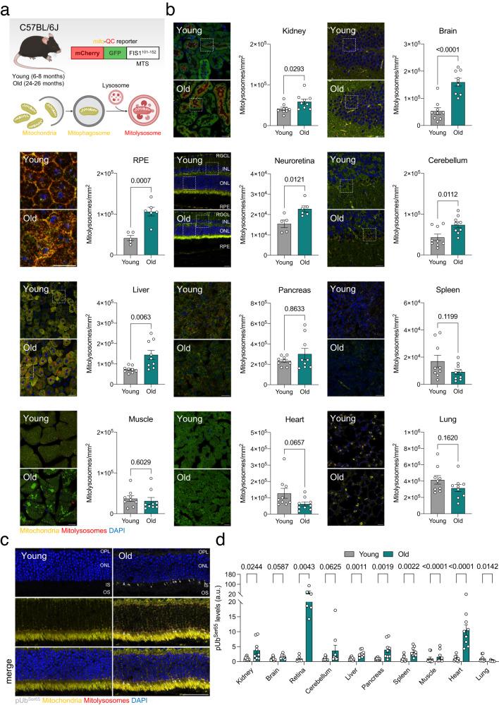 https://cdn.ncbi.nlm.nih.gov/pmc/blobs/d04c/10821893/c101907fa08c/41467_2024_45044_Fig1_HTML.jpg