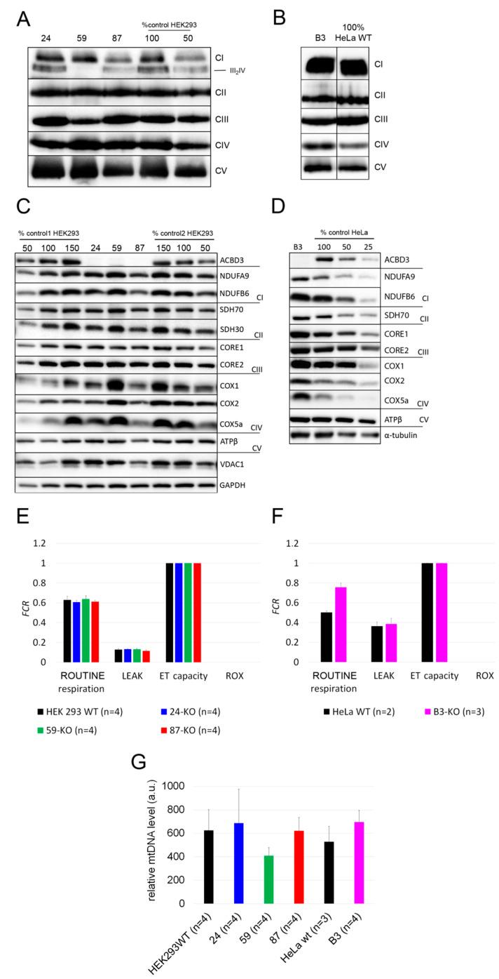 https://cdn.ncbi.nlm.nih.gov/pmc/blobs/d04c/8303370/57abba16271b/ijms-22-07270-g004.jpg