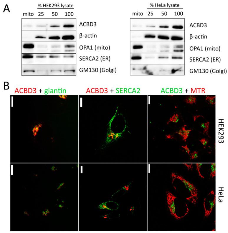 https://cdn.ncbi.nlm.nih.gov/pmc/blobs/d04c/8303370/805c06063bed/ijms-22-07270-g001.jpg