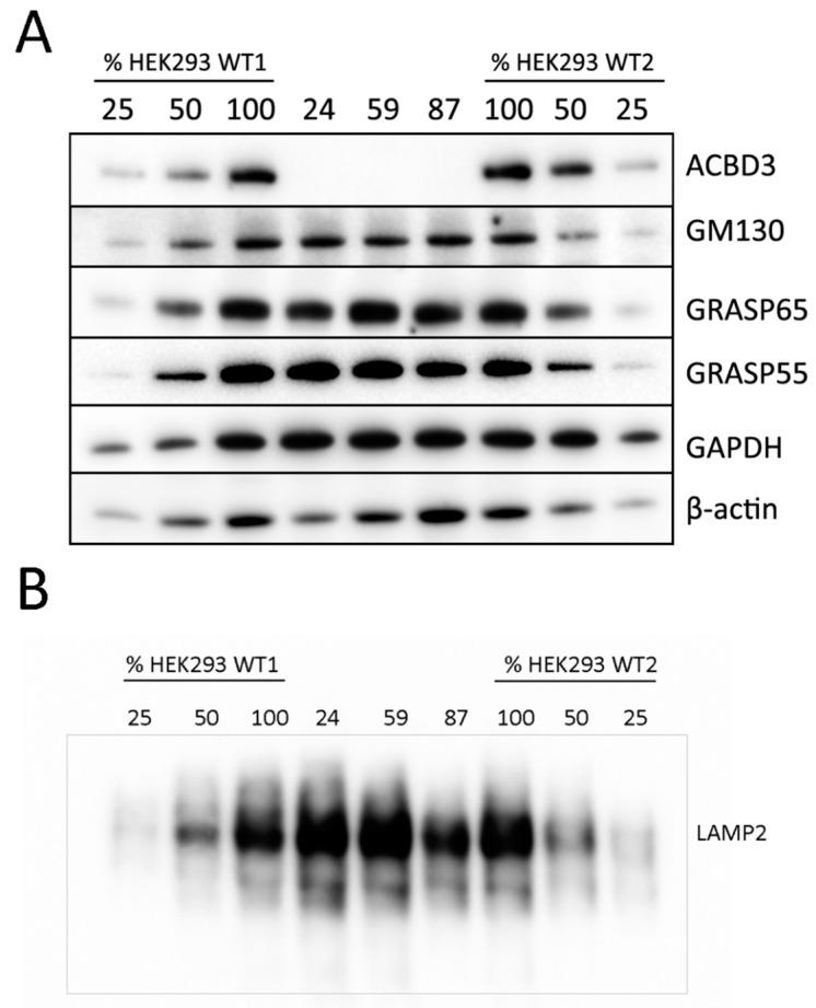 https://cdn.ncbi.nlm.nih.gov/pmc/blobs/d04c/8303370/824f26ec3252/ijms-22-07270-g0A2.jpg