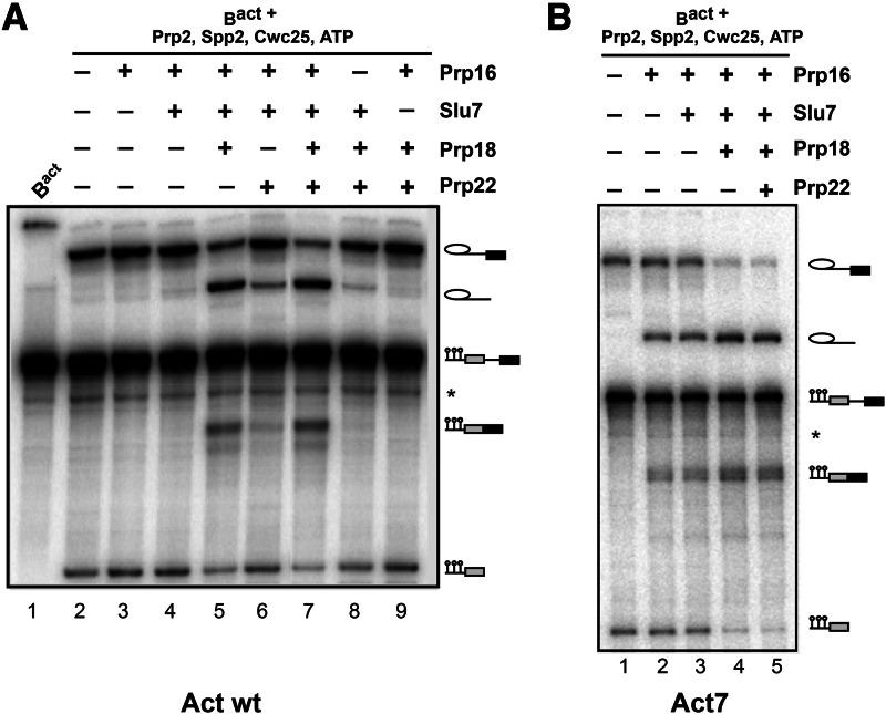 https://cdn.ncbi.nlm.nih.gov/pmc/blobs/d04d/3683925/962b4334eea6/902fig1.jpg