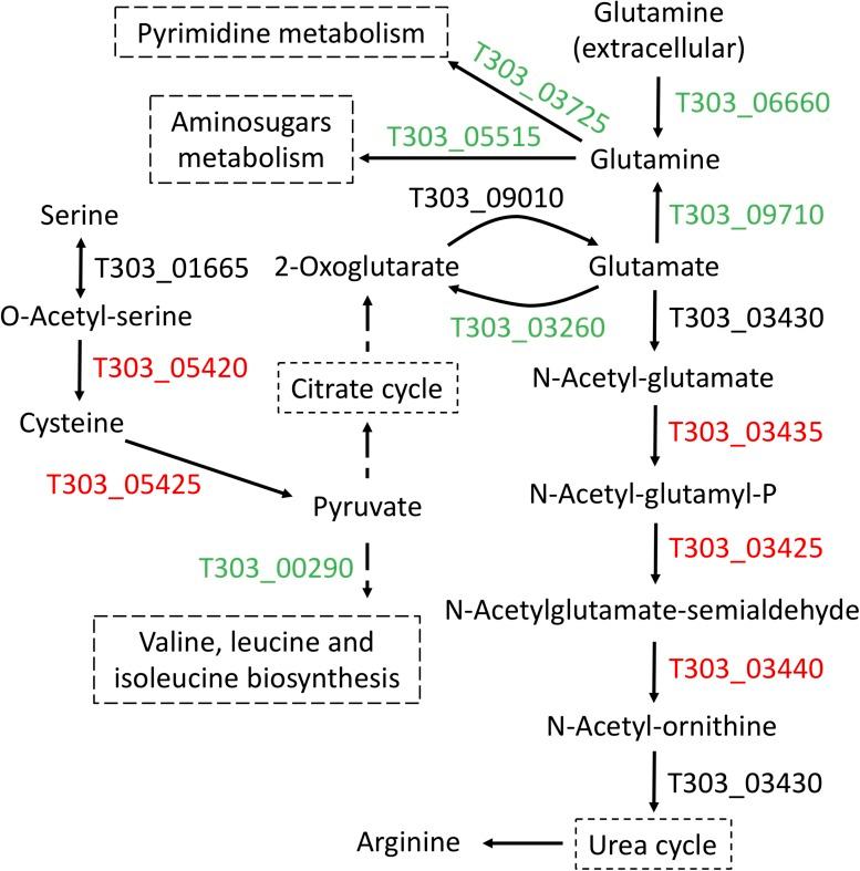 https://cdn.ncbi.nlm.nih.gov/pmc/blobs/d04d/6716118/16fe372f7399/fmicb-10-01975-g006.jpg