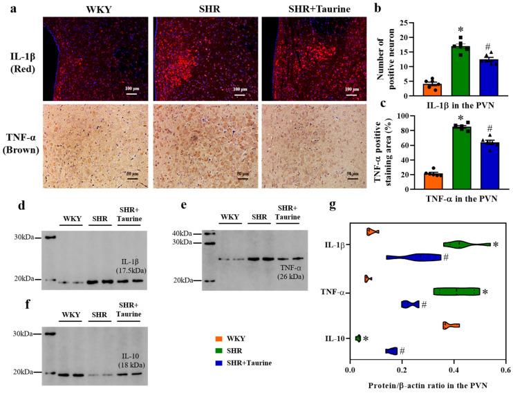 https://cdn.ncbi.nlm.nih.gov/pmc/blobs/d050/11673895/d85deb62f255/biomedicines-12-02711-g005.jpg