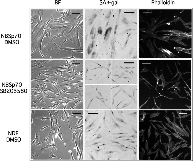 https://cdn.ncbi.nlm.nih.gov/pmc/blobs/d051/4305097/506e86bc09c8/10522_2014_9530_Fig2_HTML.jpg