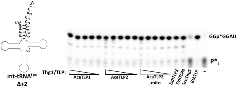 https://cdn.ncbi.nlm.nih.gov/pmc/blobs/d056/3561963/12be694f505b/gks1242f5p.jpg