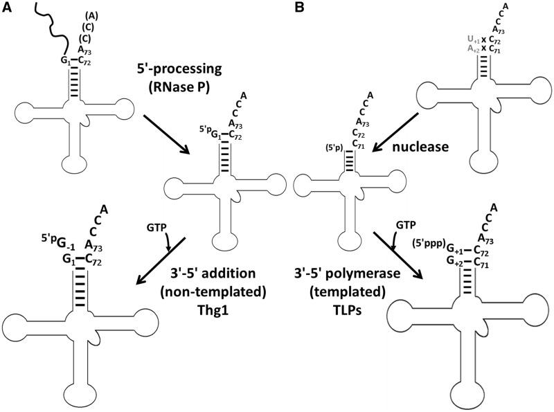 https://cdn.ncbi.nlm.nih.gov/pmc/blobs/d056/3561963/43b52c2f0dd8/gks1242f1p.jpg