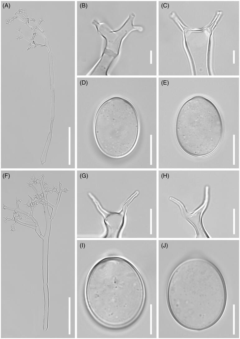 https://cdn.ncbi.nlm.nih.gov/pmc/blobs/d056/7580582/2f9b9ad7d27e/TMYB_A_1798863_F0003_B.jpg