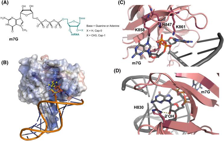 https://cdn.ncbi.nlm.nih.gov/pmc/blobs/d05c/11346460/e92f5fb7de6c/BST-52-1131-g0006.jpg