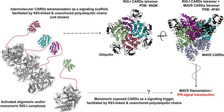https://cdn.ncbi.nlm.nih.gov/pmc/blobs/d05c/11346460/f2deb46783bf/BST-52-1131-g0008.jpg