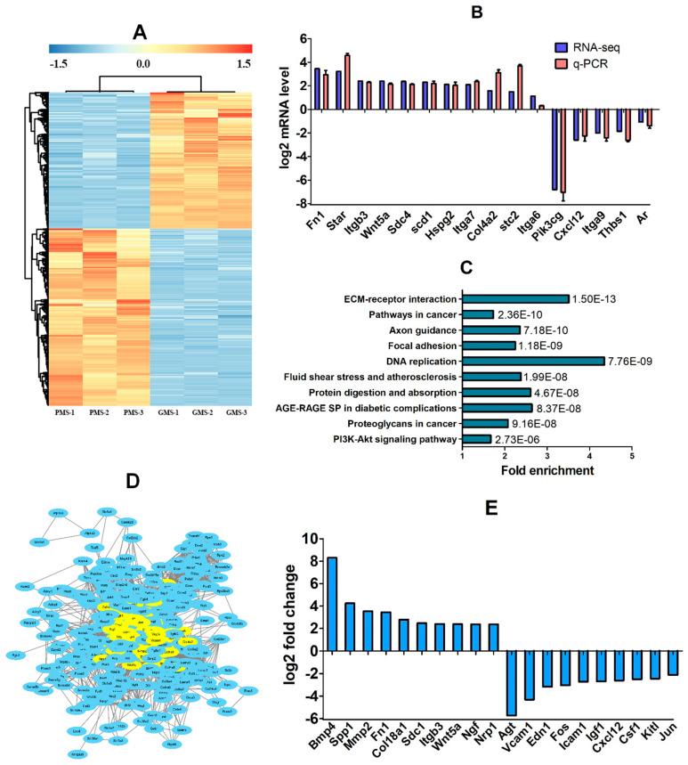 https://cdn.ncbi.nlm.nih.gov/pmc/blobs/d05d/12153713/0102e3c6b995/cells-14-00791-g003.jpg