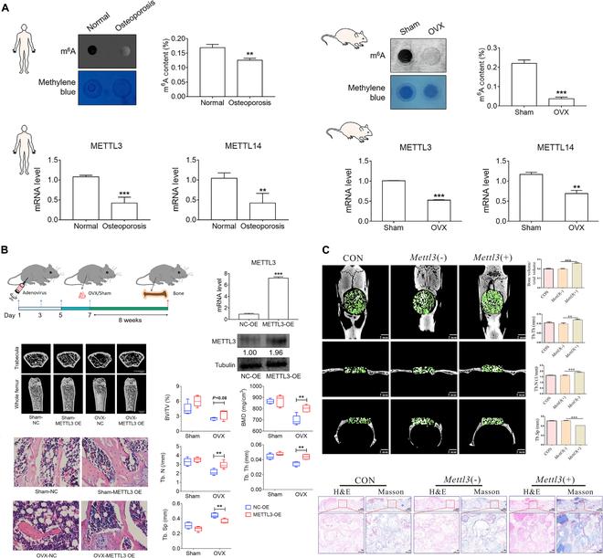 https://cdn.ncbi.nlm.nih.gov/pmc/blobs/d060/11045264/f6967339470d/research.0340.fig.007.jpg
