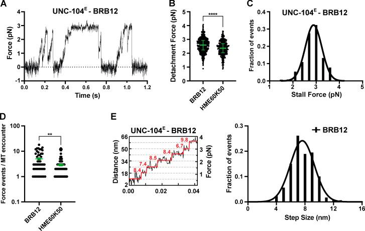 https://cdn.ncbi.nlm.nih.gov/pmc/blobs/d060/7844421/e28685ff4c92/JCB_202004227_FigS2.jpg
