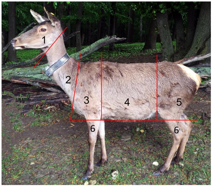 https://cdn.ncbi.nlm.nih.gov/pmc/blobs/d061/10215670/f41676f5f340/animals-13-01600-g001.jpg