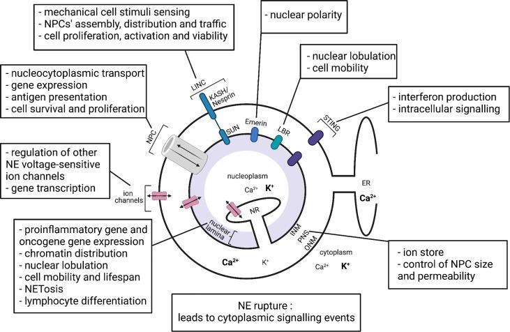 https://cdn.ncbi.nlm.nih.gov/pmc/blobs/d063/9226455/b670c127e1e3/fimmu-13-840069-g001.jpg