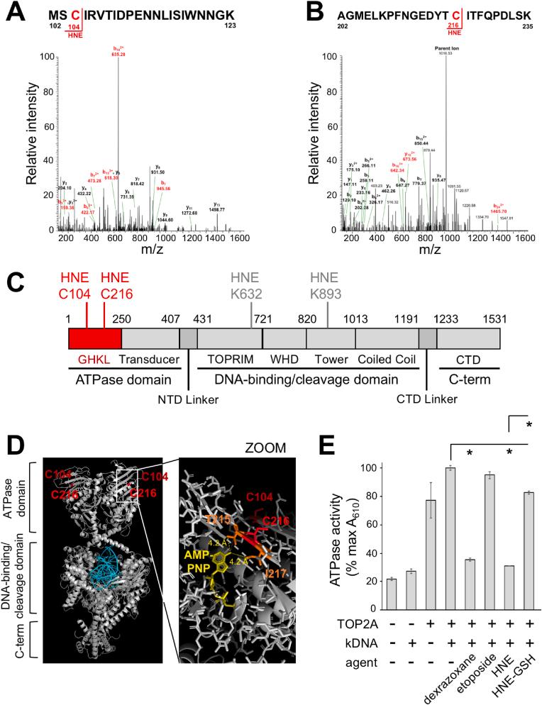 https://cdn.ncbi.nlm.nih.gov/pmc/blobs/d064/11810846/2287d3717a6e/gr6.jpg