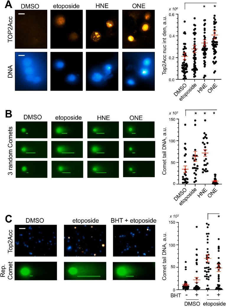 https://cdn.ncbi.nlm.nih.gov/pmc/blobs/d064/11810846/3f33385db88e/gr3.jpg